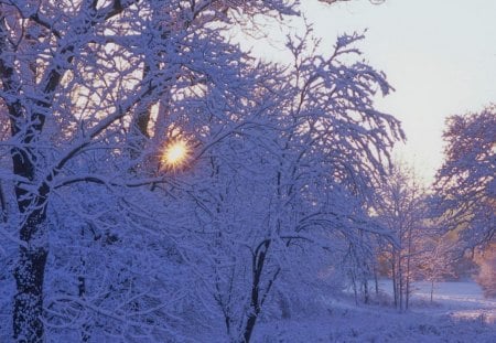 the sun rises in winter - snow, rises, winter, sun