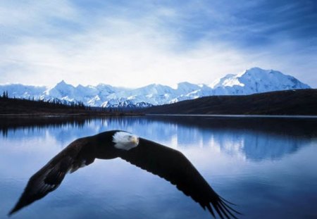 Bald Eagle In Flight - bird, eagle, animal, water, flight, sky