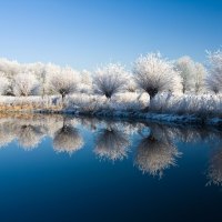 frozen trees