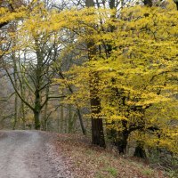 way between yellow trees