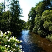 River in the forest