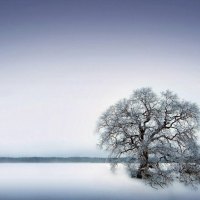 tree in snow field