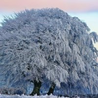 frozen big tree