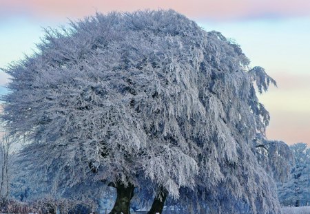 frozen big tree - frozen, tree, big, winter