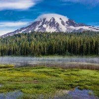 forest and mountain