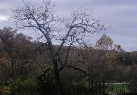 lonely tree - fall, nature, sky, hiking