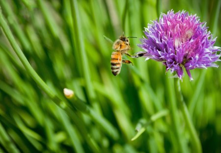 bee at work - flower, tree, bee, work