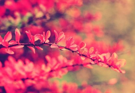 Pink Flowers - macro, flowers, nature, pink