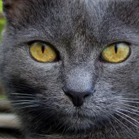 Wild Cat