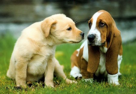 Cute Dog - dogs, cute, dog, puppies