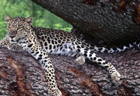 leopard resting - leopard, resting, cats, wild