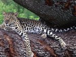 leopard resting