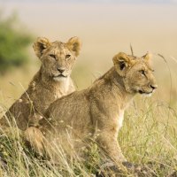 Female Lion Cubs