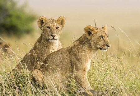 Female Lion Cubs - cubs, lion, female, wild