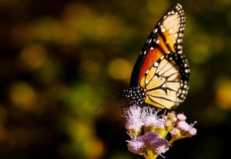 Butterfly - butterfly, flowers, colors