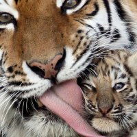 mother tiger and cub