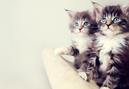 other cute kittens - cute, kittens, other, cats