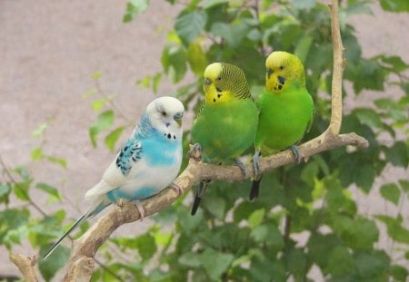 Colourful Parrots - colourful, parrots, colors, birds