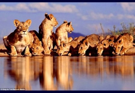 Lion gathering - animal, water, lion, cool, drinking, wild life