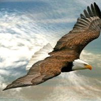 Flying eagle