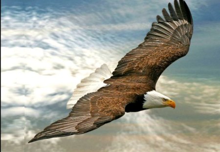 Flying eagle - eagle, bird, water, beauty, flying, freedom