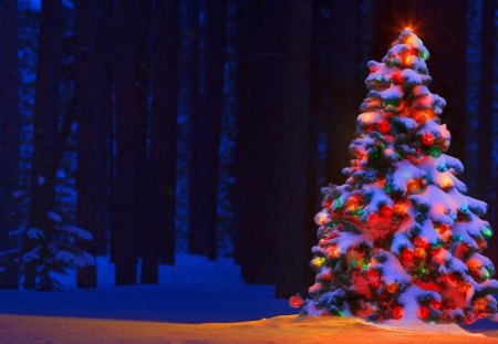 Christmas tree - trees, white, winter, christmas tree, nature, beautiful, snow