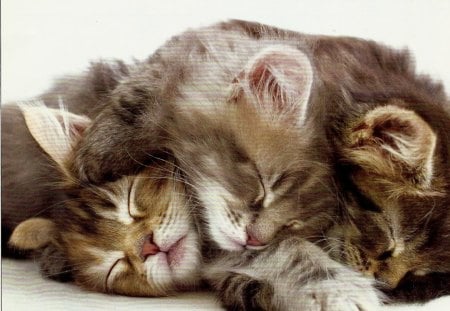 Three kittens sleeping on top of each other - naping, sleeping, kitten, tabbies