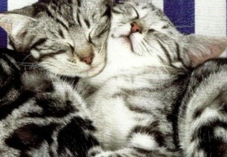 Two kittens sleeping side by side