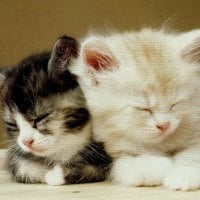 Two kittens sleeping