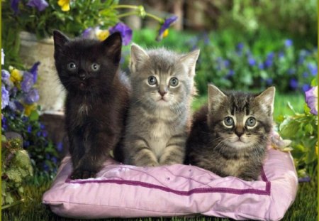 three cute friends - cats, kittens, animals, friends