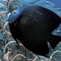 Dark Blue Fish