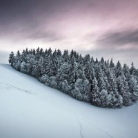 Snowy Cluster of Trees