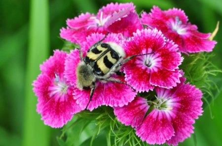 Bug on Flowers - picture, pink, bug, beautiful, flowers