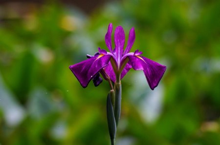 Purple Flower - picture, purple, flower, beautiful