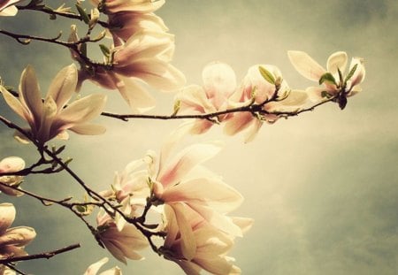 Magnolia - nature, magnolia, tree, flowers