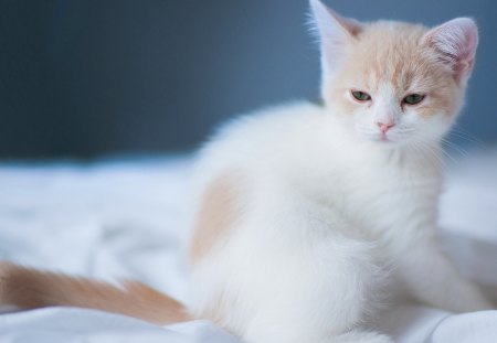 cute kitten - pretty, fantastic, amazing, great, stunning, animal, kittens, kitten, cats, nice, outstanding, super, beautiful, sweet, cat, wonderful, marvellous, picture, awesome, skyphoenixx1, cute, adorable, animals, wallpaper, kitty