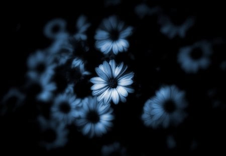 Flowers - abstract, floweres, blue, flower