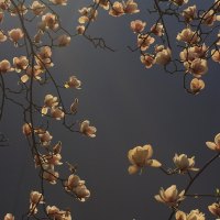 Magnolia