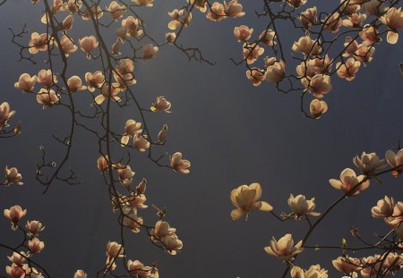 Magnolia - nature, magnolia, flowers, flower