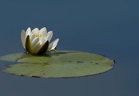 Lillie - lillie, lake, water, nature