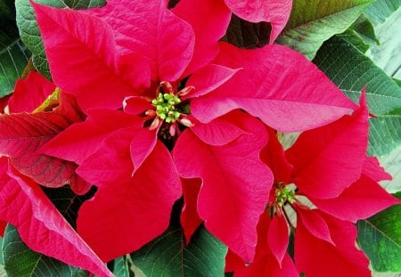 Christmas Pink - nature, pink, blooms, leaves, winter, poinsettia, christmas, flower