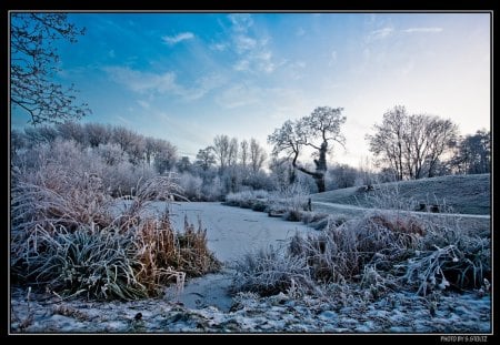 winter in fields - white, trees, frost, snow, winter, shrubs, bushes