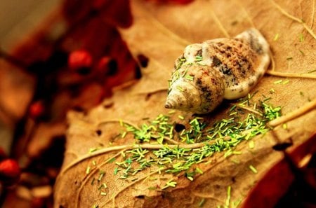 Beauty of Autumn - shell, autumn, photography, colors, forest, leaf, still life