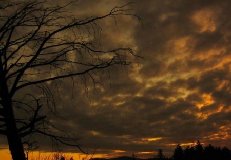 nice view - cloud, nice, tree, view