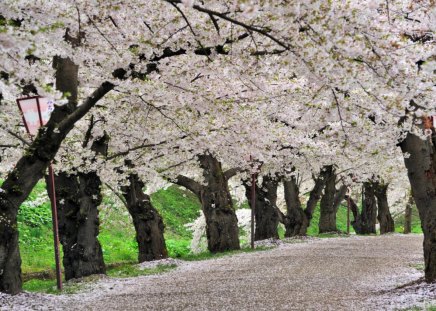 Flowering Cherry Alley - flowering, tree, cherry, alley