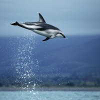 A Dolphin Jumping Dark, New Zealand