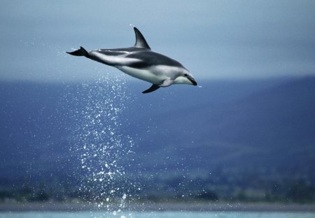 A Dolphin Jumping Dark, New Zealand - jumping, dolphin, zealand, dark, new