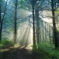 Morning in the forest