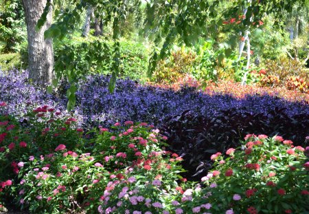 Roma St Parklands Brisbane Qld. - brisbane, photography, park, flowers, garden