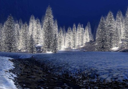 CHRISTMAS TREES - christmas, trees, winter, lights, snow, night, forest